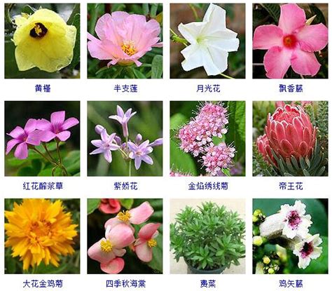 花的名字和图片|花卉名称大全